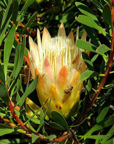 Sugar Bush Proteas