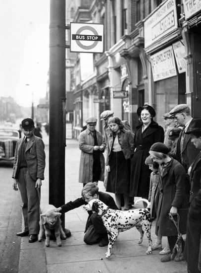 Miroslav with pet lamb at bus stop in Rye